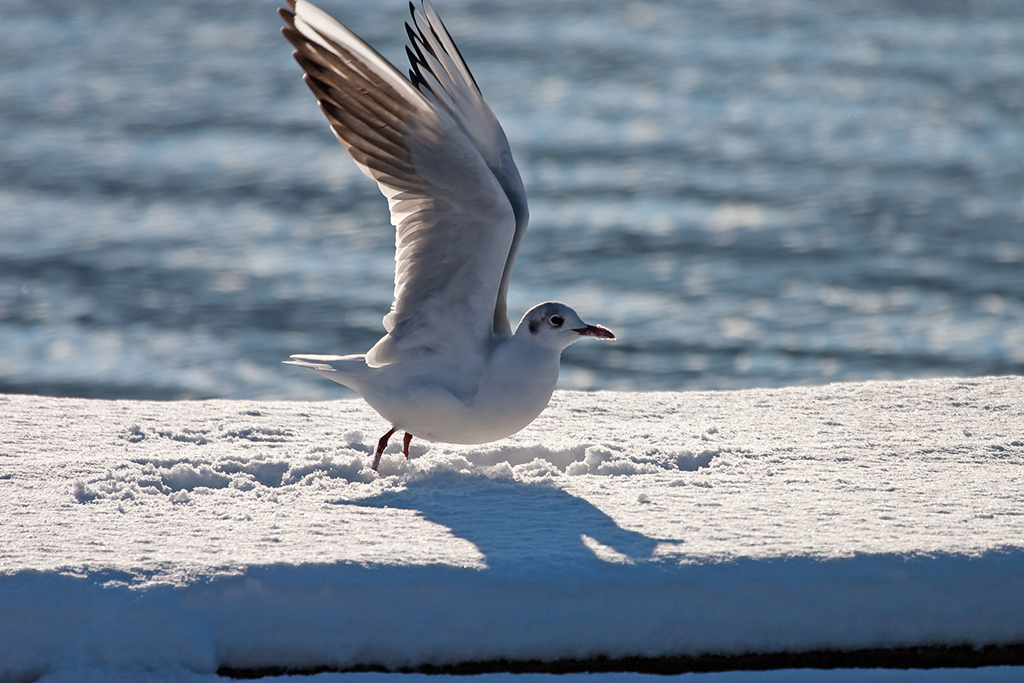 Moeve im Abflug.jpg